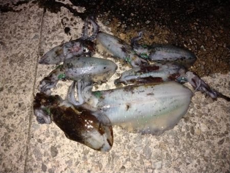 秋イカとしては自己記録